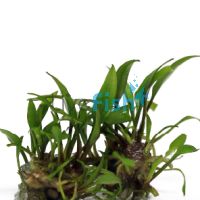 Cryptocoryne Wendtii Brown - Tissue Culture