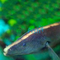 Brown Ghost Knife Fish 12cm