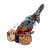 Bubble Eye Calico 12cm