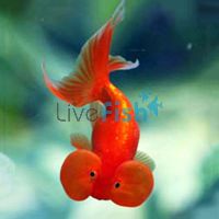 Assorted Bubble Eye Goldfish 12cm
