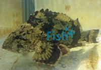 Bullrout 12cm