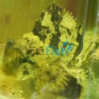 Bullrout 12cm