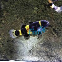 Bumble Bee Goby 2cm