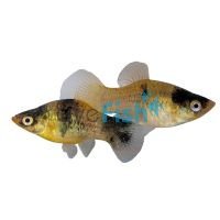 Bumble Bee Platy 3.5cm