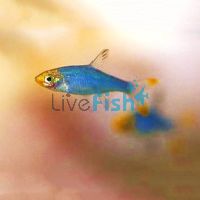 Burmese Rummynose 3cm