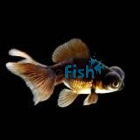 Black Butterfly Tail 5cm