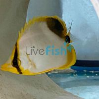 Goldhead Butterflyfish - Small