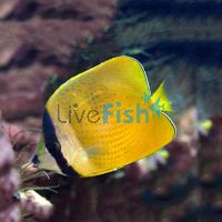Klein's Butterflyfish - Small