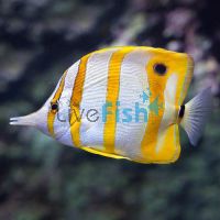 Copperband Butterflyfish - Large