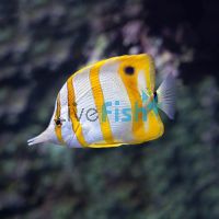 Copperband Butterflyfish - Medium