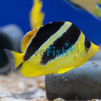 Mitratus Butterflyfish - Medium