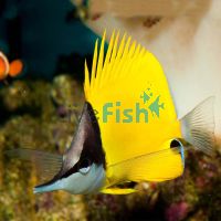 Yellow Longnose Butterflyfish - Large