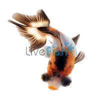 Assorted Butterfly Tail 7cm