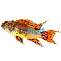 Double Red Cacatuoides 4cm