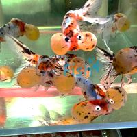 Calico Bubble Eye 15cm