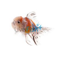 Oranda Calico 5cm