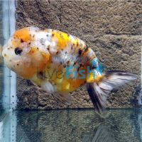 Ranchu Calico 15cm