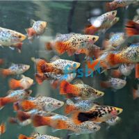 Calico Redtail Blue Platy 4cm 