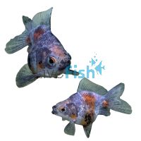 Calico Ryukin Short Tail 12cm 