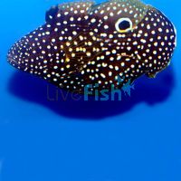 Comet Betta Marine - Large