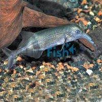 Down Poker - Wild Caught 15cm