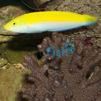 Canary Top Wrasse - Medium
