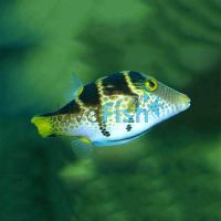 Black Saddled Puffer - Small