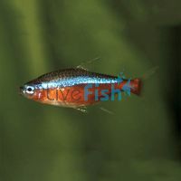 Cardinal Tetra 3cm