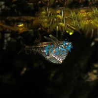Black Winged Hatchet Fish - Wild Caught 3cm