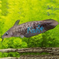 Catfish Black 5cm
