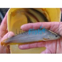 Golden Eeltail Catfish 5cm