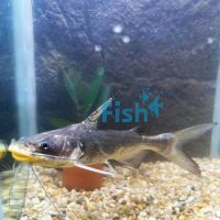 Catfish Warrior 12cm