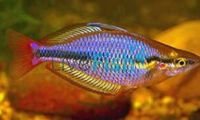 Cato River Rainbow 5cm