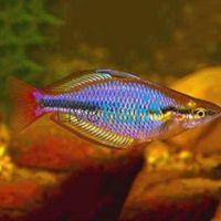Cato River Rainbow 5cm