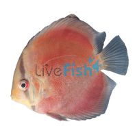 Solid Red Cover Discus 9cm