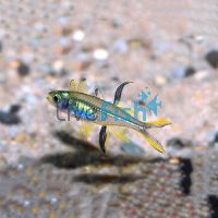 Celebes Rainbow 1.5cm