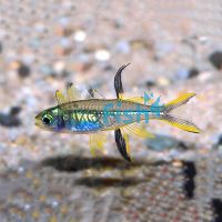 Celebes Rainbow 2cm