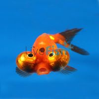 Celestial Eye Goldfish 5cm