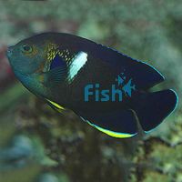 Keyhole Angelfish - Large