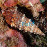 Algae Eater Snail - Large