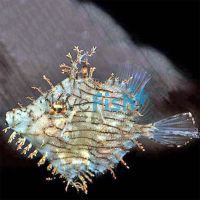 Leafy Filefish - Large