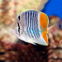 Pearlscale Butterflyfish - Medium