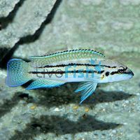 Brichardi 7cm