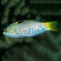 Checkerboard Wrasse - Medium Juvenile
