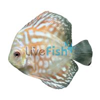Checkerboard Discus 7cm