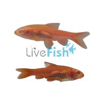 Albino Cherry Barb 3cm