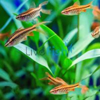 Cherry Barb Longfin 2cm