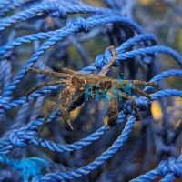 Cherry Spider Crab 4cm