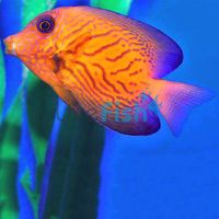 Chevron Tang - Medium