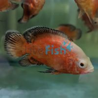 Chilli Red Oscar 9cm
